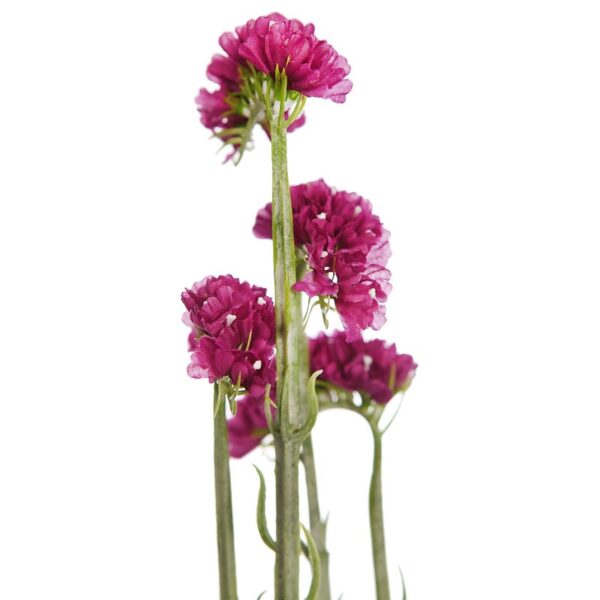 SIEMPREVIVA STATICE LIMONIUM 63CM - Imagen 2