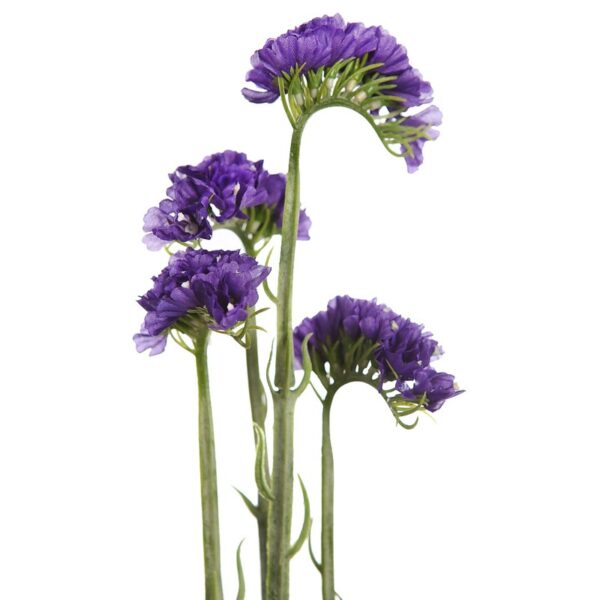 SIEMPREVIVA STATICE LIMONIUM 63CM - Imagen 4