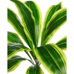 DRACENA ARTIFICIAL 44CM - Imagen 2