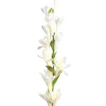 VARA NARDOS ARTIFICIALES 75CM - Imagen 2