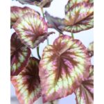 PLANTA COLEO ARTIFICIAL 25CM - Imagen 2