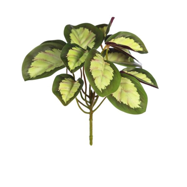 PLANTA CALATEA VEITCHIANA 25CM - Imagen 1