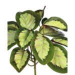 PLANTA CALATEA VEITCHIANA 25CM - Imagen 2