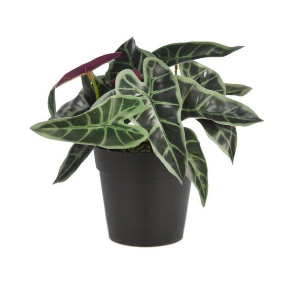 MACETA SINGONIO FLECHA 25CM - Imagen 1