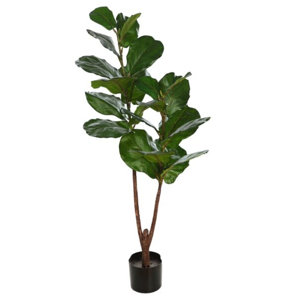 FICUS LYRATA EN MACETA 120CM - Imagen 1