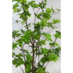 ENKIANTHUS ARTIFICIAL EN MACETA 145CM - Imagen 2