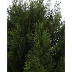 SETO TUYA ARTIFICIAL 75CM - Imagen 2