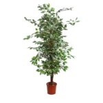 ARBOL FICUS BICOLOR 140CM
