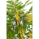 ARBOL MIMOSA ARTIFICIAL 120CM - Imagen 2