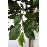 ARBOL DE FICUS RETUSA EN MACETA ARTIFICIAL 180CM - Imagen 3