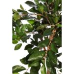 FICUS RETUSA CON MACETA 190CM - Imagen 3