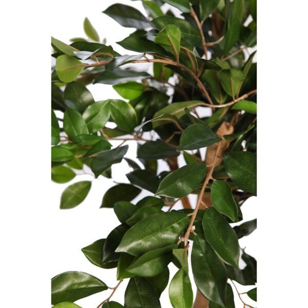 FICUS RETUSA CON MACETA 190CM - Imagen 3