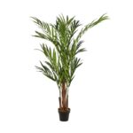 PALMERA KENTIA EN MACETA 170CM