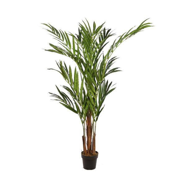 PALMERA KENTIA EN MACETA 170CM - Imagen 1
