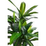 PLANTA DRACENA ARTIFICIAL 90CM - Imagen 2