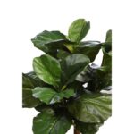 FICUS LYRATA EN MACETA ARTIFICIAL 130CM - Imagen 2