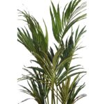 PALMERA KENTIA ARTIFICIAL EN MACETA 160CM - Imagen 2