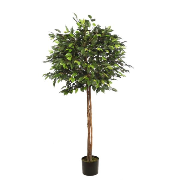 ARBOL FICUS COPA ANCHA CON MACETA 160CM - Imagen 1
