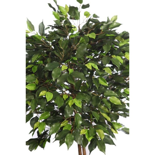 ARBOL FICUS COPA ANCHA CON MACETA 160CM - Imagen 2