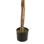 ARBOL FICUS COPA ANCHA CON MACETA 160CM - Imagen 3
