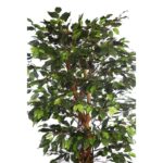 FICUS ANCHO CON MACETA 180CM - Imagen 2