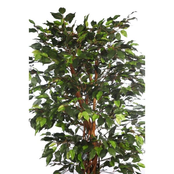 FICUS ANCHO CON MACETA 180CM - Imagen 2