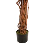 FICUS ANCHO CON MACETA 180CM - Imagen 3