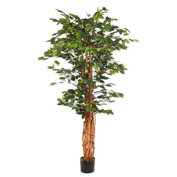 B201TAF_0 ARBOL FICUS CON MACETA 190CM - Imagen 1