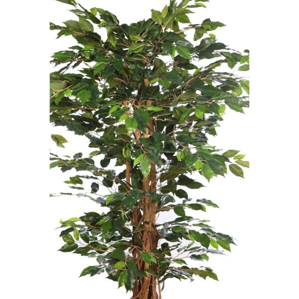ARBOL FICUS CON MACETA 190CM - Imagen 4