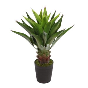 AGAVE EN MACETA 100CM