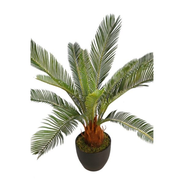 CYCAS CON MACETA 65CM - Imagen 2