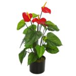 PLANTA ANTHURIUM EN MACETA 60CM