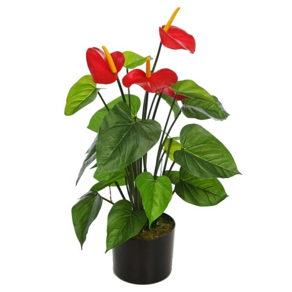 PLANTA ANTHURIUM EN MACETA 60CM - Imagen 1