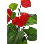 PLANTA ANTHURIUM EN MACETA 60CM - Imagen 2