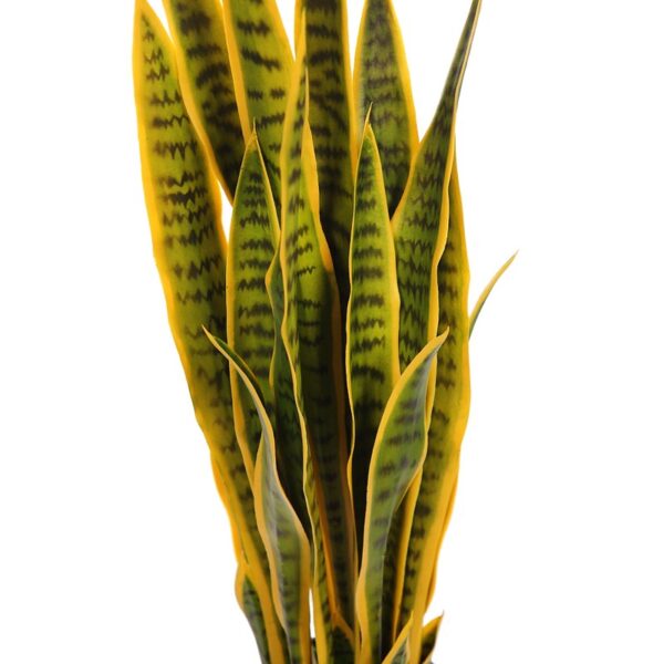 SANSEVIERIA CACTUS CON MACETA 85CM - Imagen 2