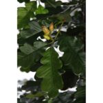 ARBOL QUERCUS ARTIFICIAL 180CM - Imagen 2