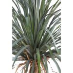 YUCCA ARTIFICIAL 150CM - Imagen 3