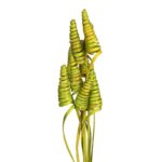 CANE CONE X 10, 50 CM - Imagen 5