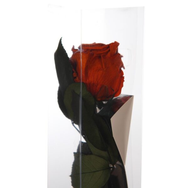 ESTUCHE ROSA NATURAL ETERNA PRESERVADA 55CM - Imagen 1