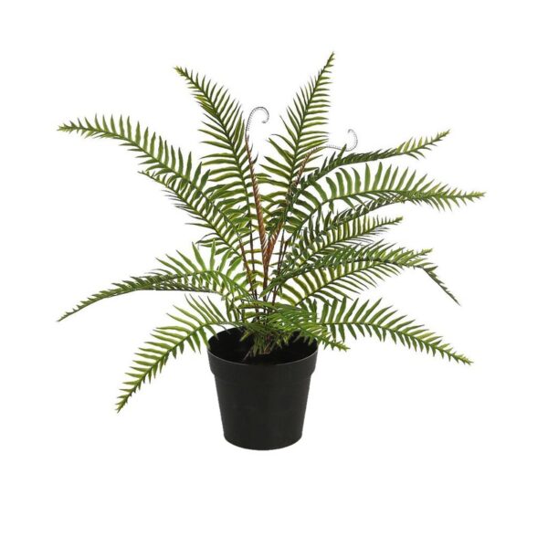 MATA HELECHO EN MACETA 40CM - Imagen 1