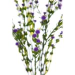 MATA FLOR MINI GIPSOFILA ARTIFICIAL 35CM - Imagen 8