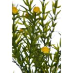 MATA MINI GIPSOFILA ARTIFICIAL 35CM - Imagen 4