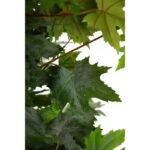 ARBOL ARCE ARTIFICIAL 180CM - Imagen 3