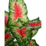 PLANTA CALADIUM ARTIFICIAL 35CM - Imagen 2