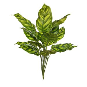 PLANTA CALATHEA 45CM