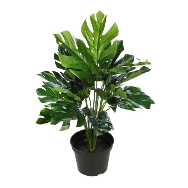 PLANTA CON MACETA MONSTERA 45CM - Imagen 1