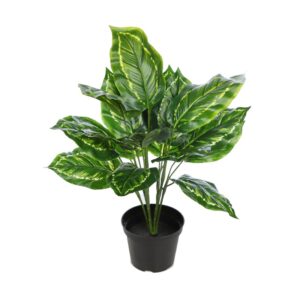 MARANTA VERDE CON MACETA 45CM