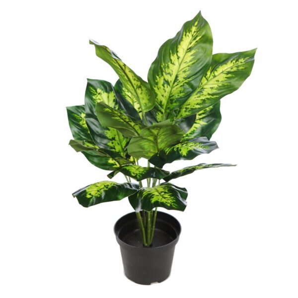 PLANTA CON MACETA DIEFFENBACHIA 40CM - Imagen 1