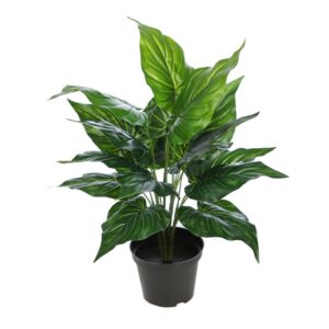 PLANTA EN MACETA  LIRIO 45 CM