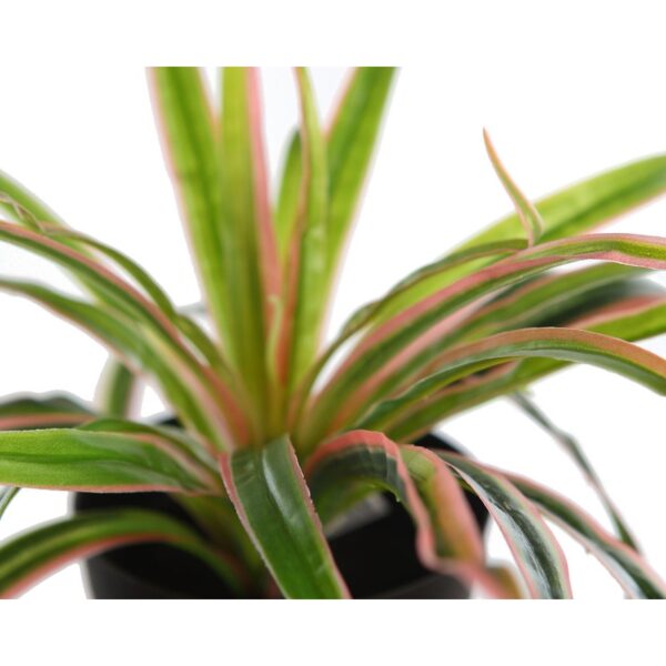 PLANTA EN MACETA YUCA 22CM - Imagen 2